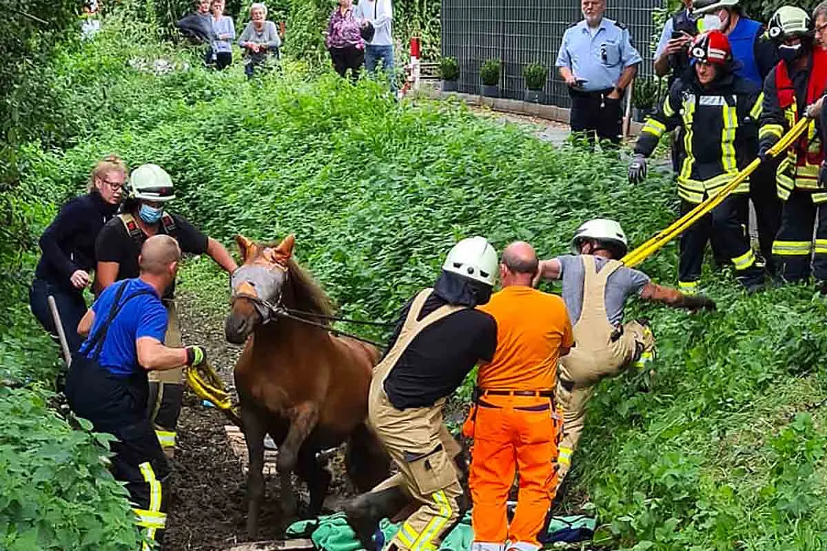 Rheurdt - Feuerwehr rettet Pferd aus Notlage