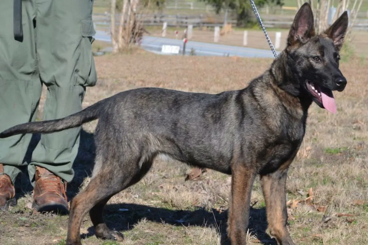 Im Schatten parkiert - Polizeihund stirbt im Auto seines Führers