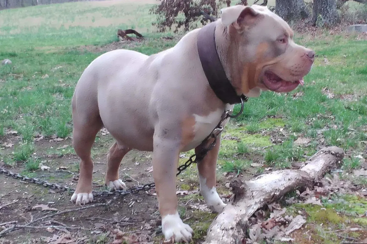 Territet VD - Kind von einem Hund gebissen