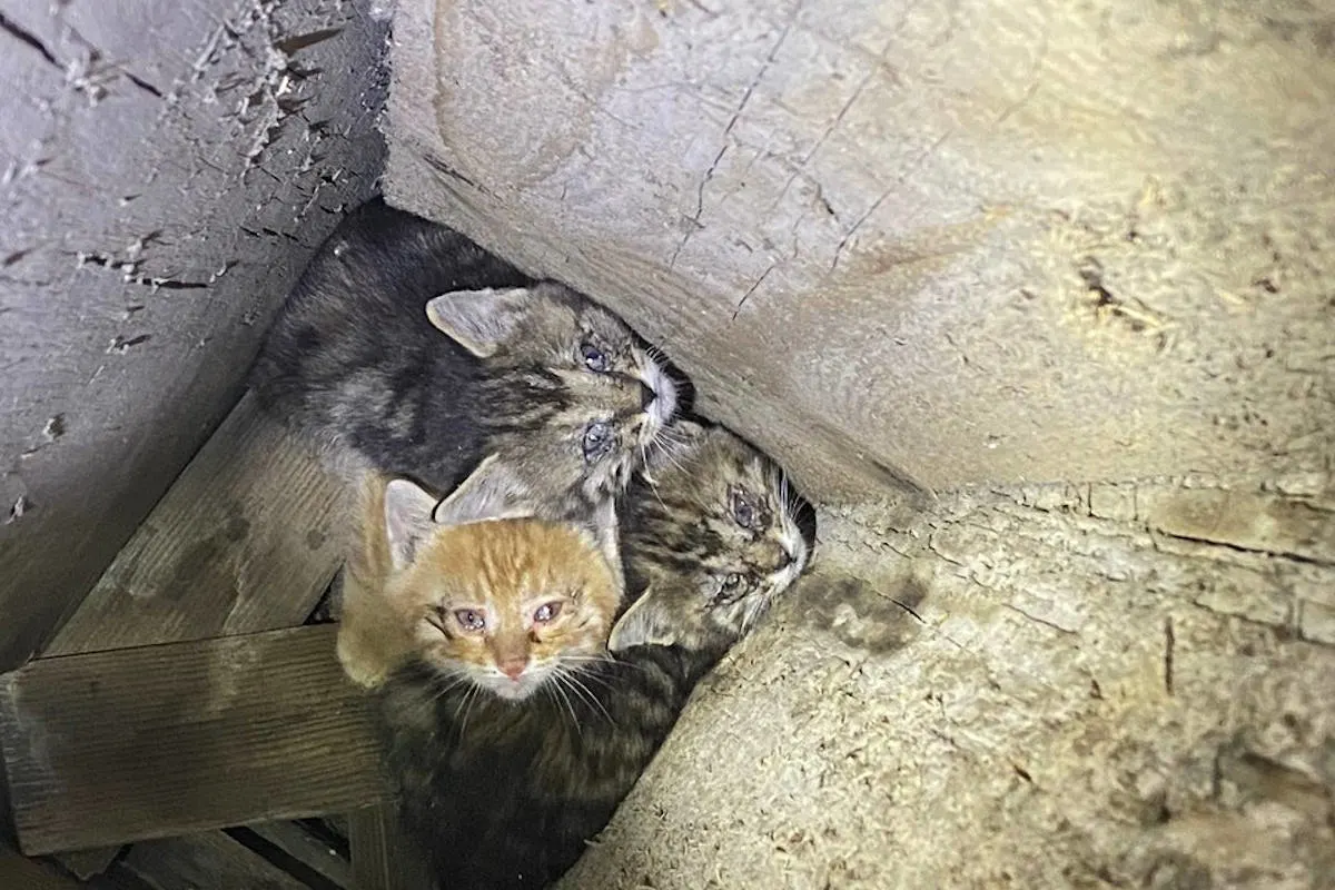 Hünenberg ZG – Katzen-Babys aus misslicher Lage befreit
