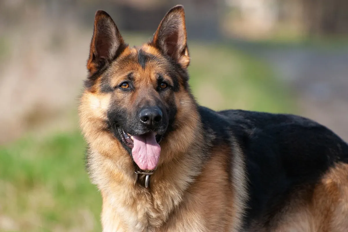 Weimar – Hund beißt und verletzt 74-jährigen Fußgänger