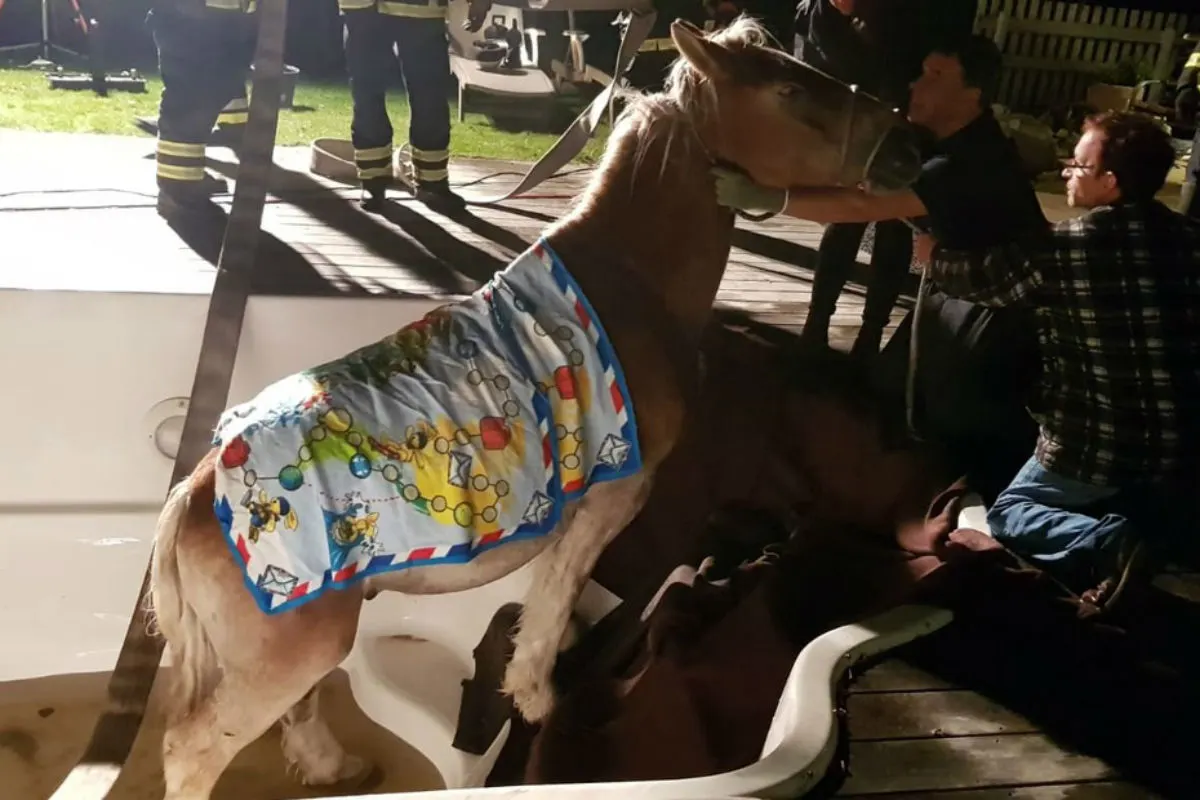Feuerwehr rettet Pferd aus Swimmingpool
