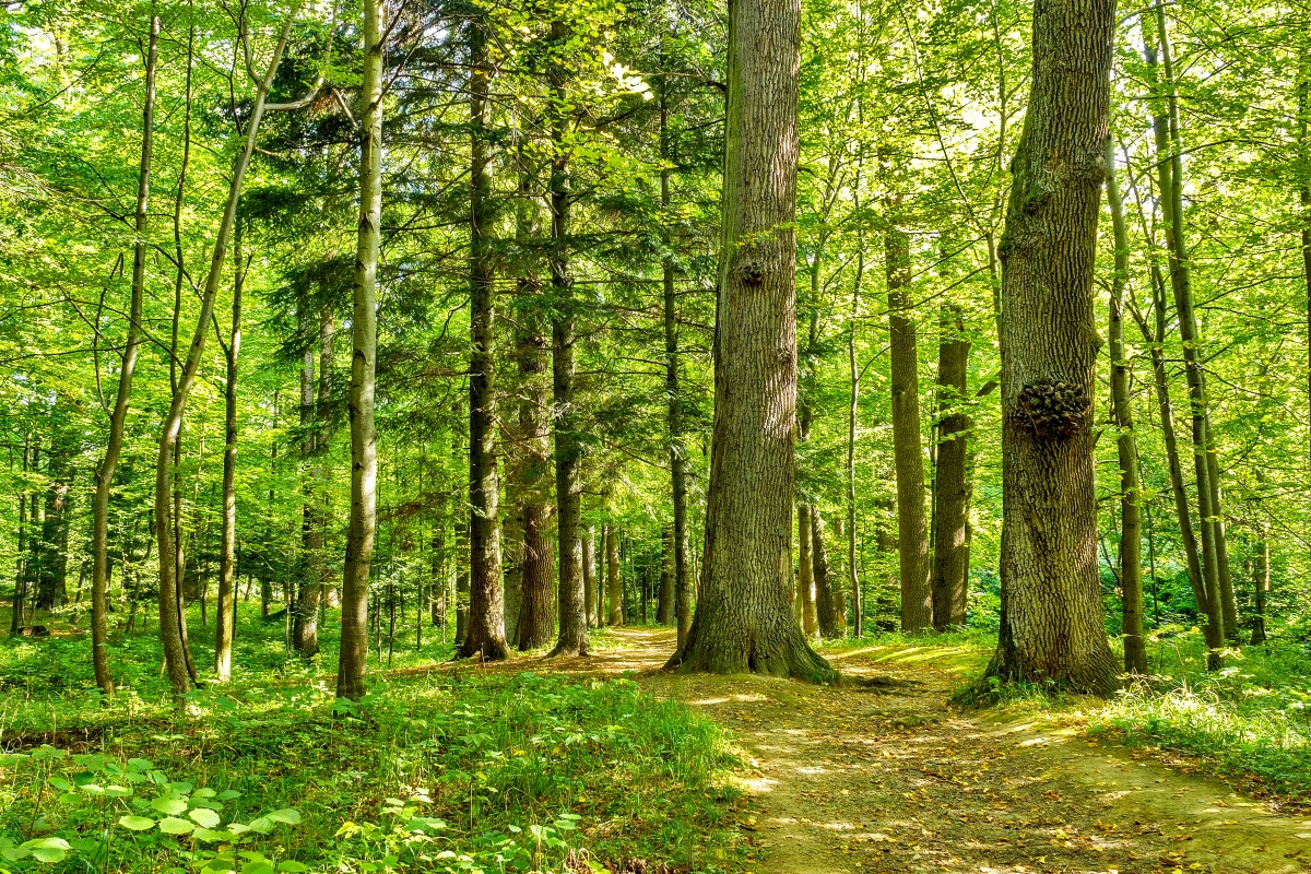 Schaffhausen – Unwetterschäden machen Wälder gefährlich