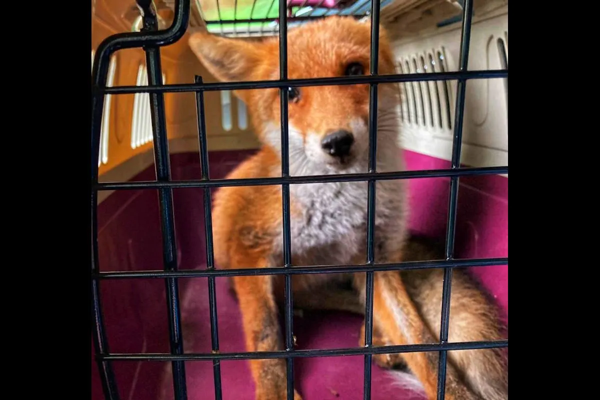 Saarbrücken – Fuchs in Gewahrsam genommen nach versuchtem Hühnerdiebstahl