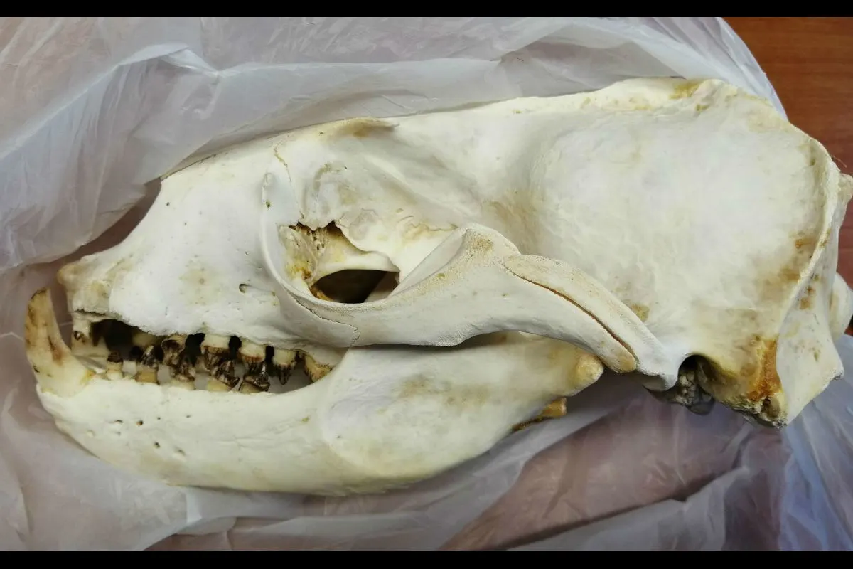 Tierschädel im Postpaket entdeckt