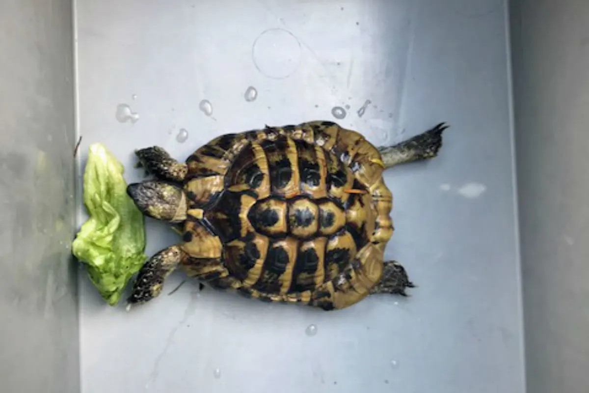 St. Gallen SG - Landschildkröte aus Kanalbecken gerettet