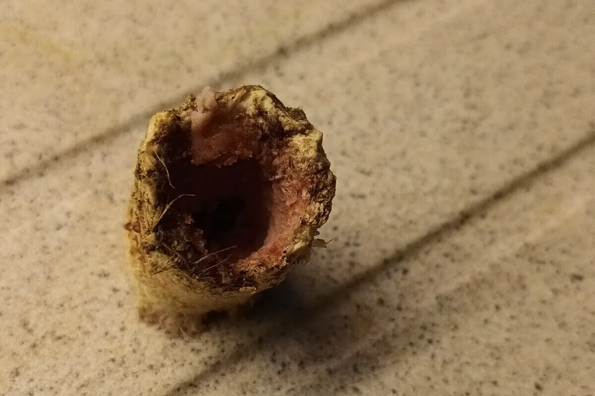 Allersehl – Giftköder aufgefunden