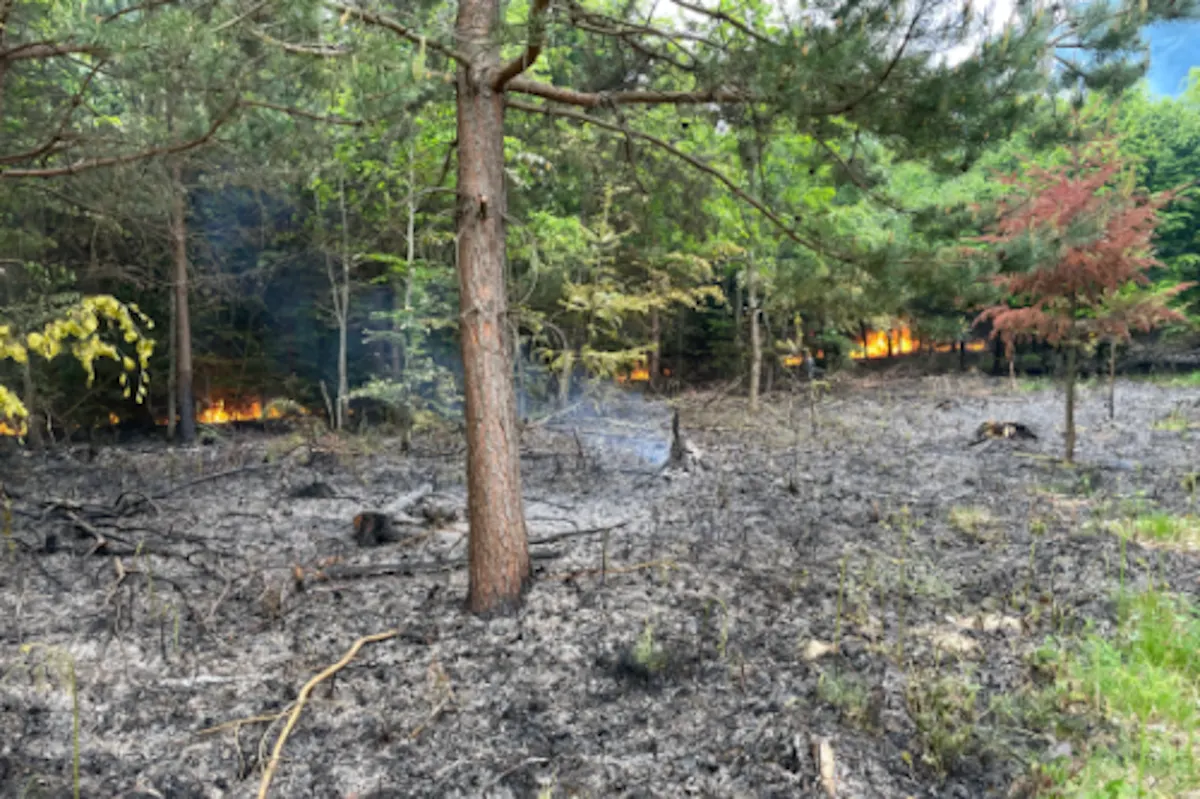 Cousset FR – 2000 m² Wald in Brand geraten