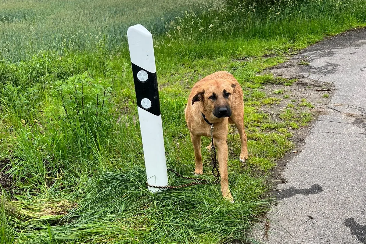 Ratzeburg - Hund ausgesetzt - Zeugen gesucht