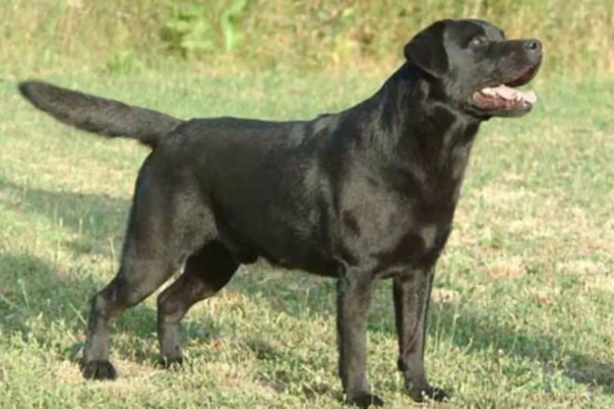 Toten Hund im Teich entsorgt