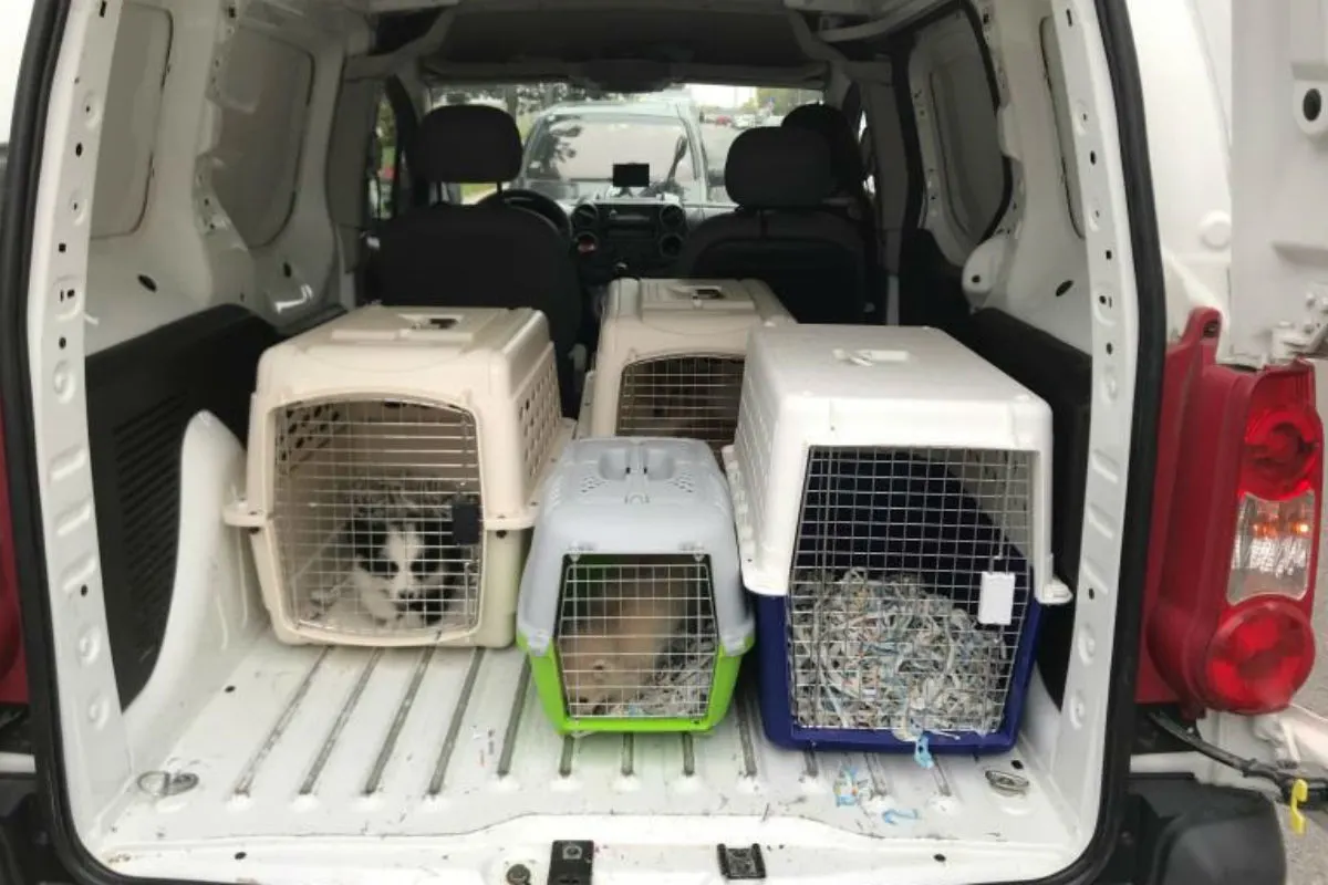 Wien - Handel mit Hundewelpen