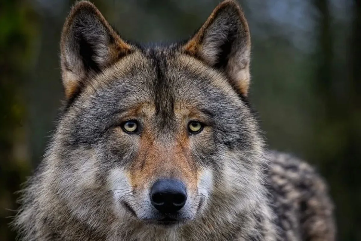 Jungwolf des Kärpfrudels wurde erlegt 