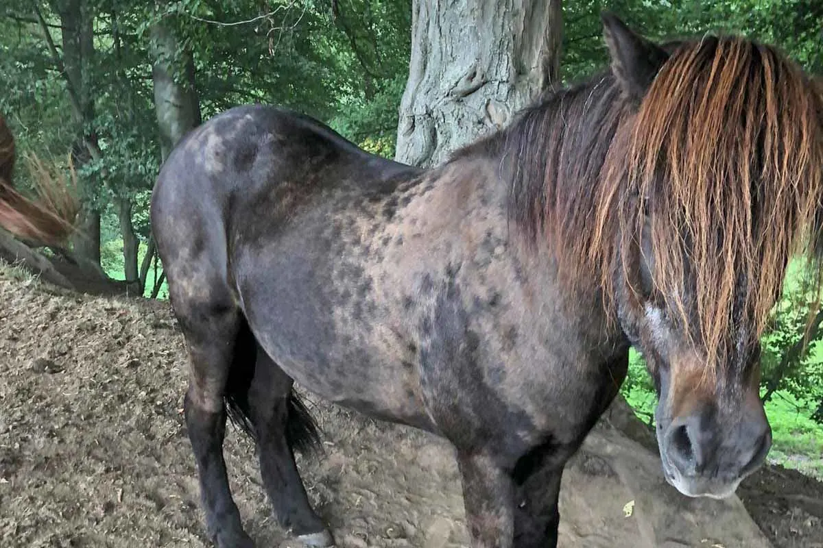 Haan - Island-Pony "Fagur" von Weide entwendet - die Polizei ermittelt 