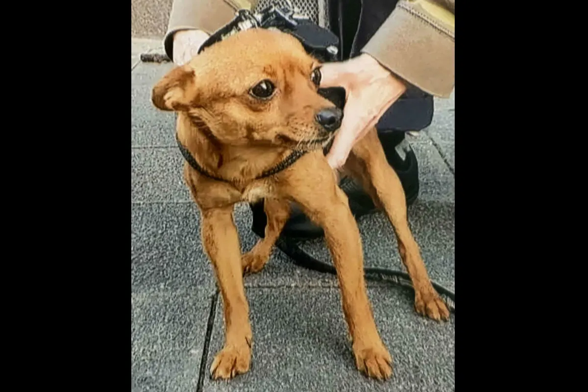 Kleiner Hund vor Supermarkt gestohlen - Zeugenaufruf