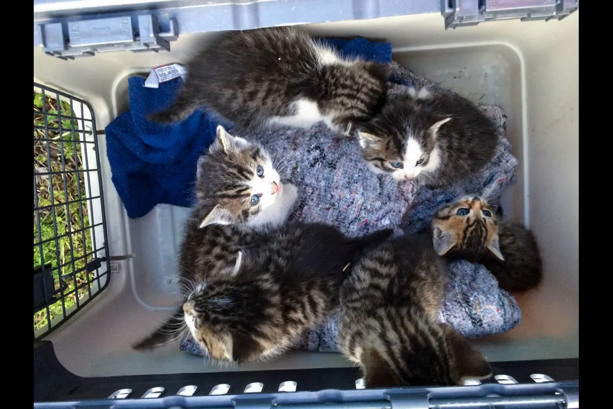 Katzenkinder aus Gleisbett gerettet
