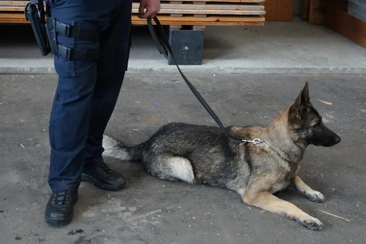 Trogen AR: Polizeihund findet vermisste Person