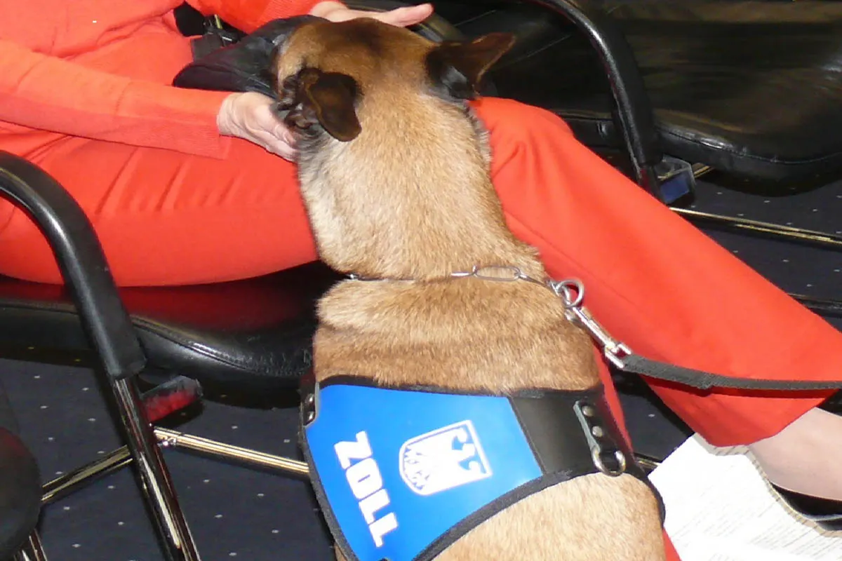 Frankfurt am Main - Sehr erfolgreicher Bargeldspürhund beim Hauptzollamt Hündin "Aki" erschnüffelt 247.280 Euro bei Reisenden