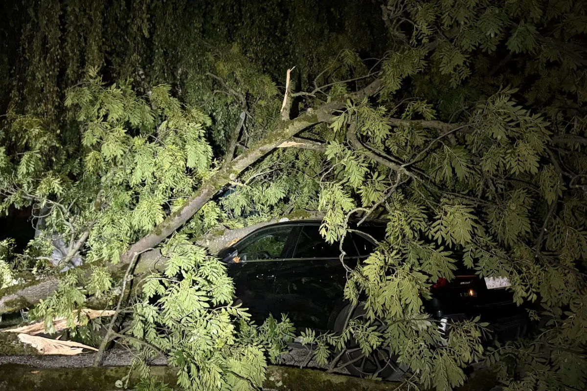 Ein großer Baum ist bei Nacht auf ein geparktes schwarzes Auto gestürzt, Äste und Blätter bedecken das Fahrzeug teilweise.