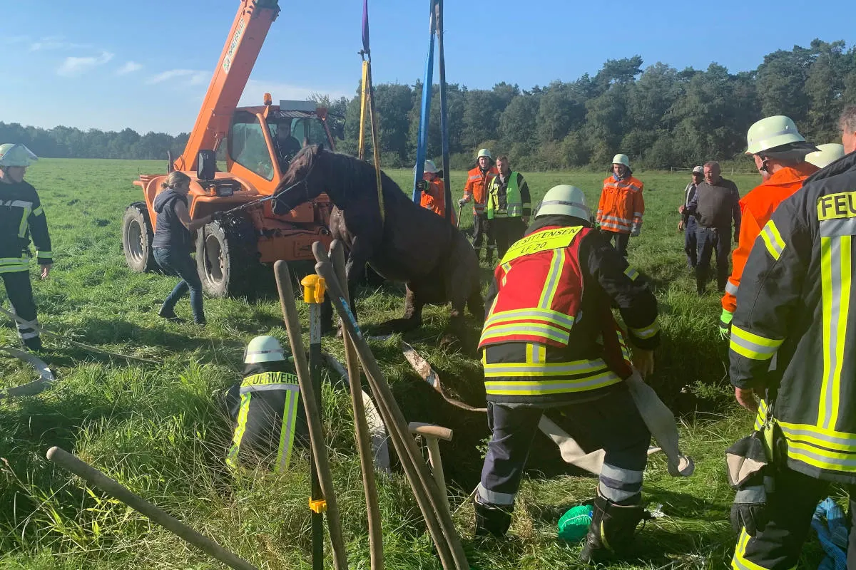 Hamersen – Feuerwehr rettet Pferd aus Graben