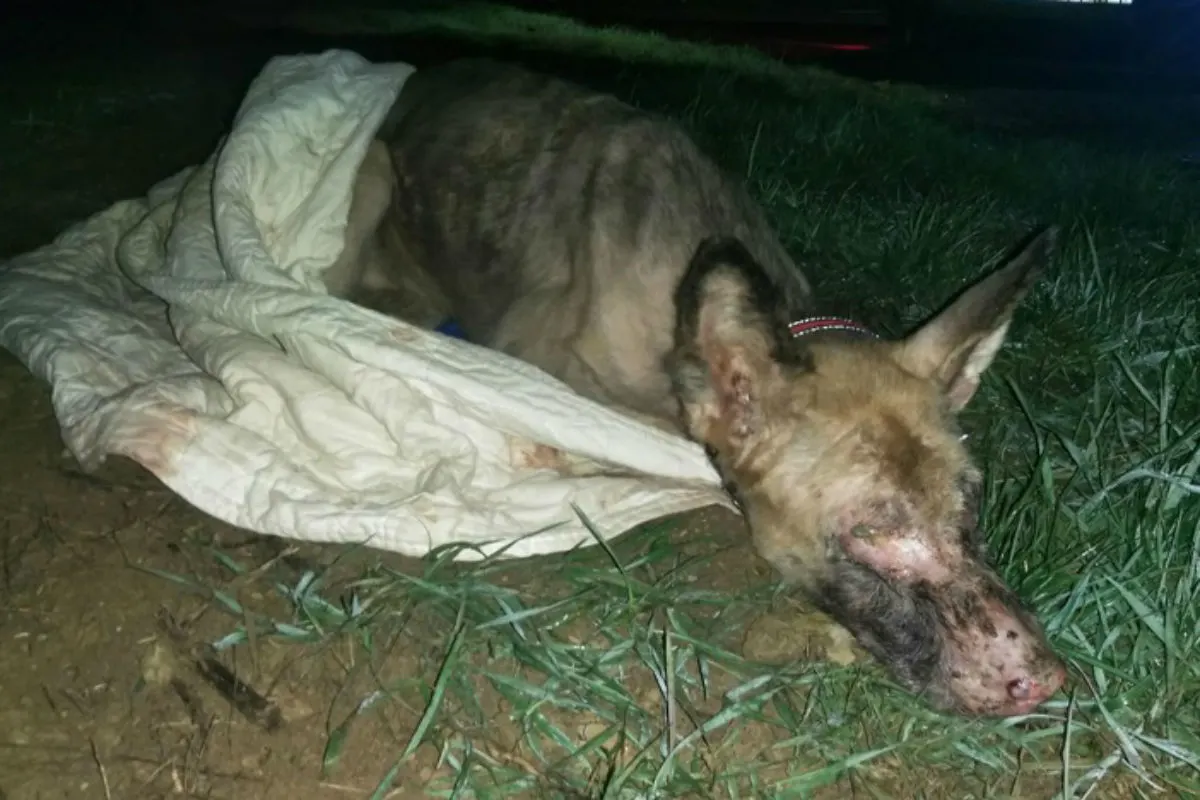 Völlig verwahrloster Hund aufgefunden 