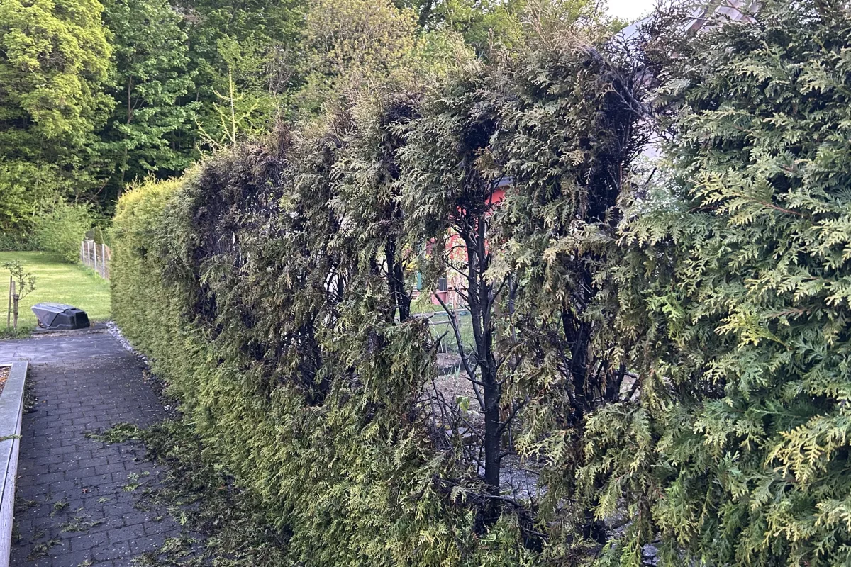 Kreuzlingen TG – Hecke gerät bei Abflammarbeiten in Brand