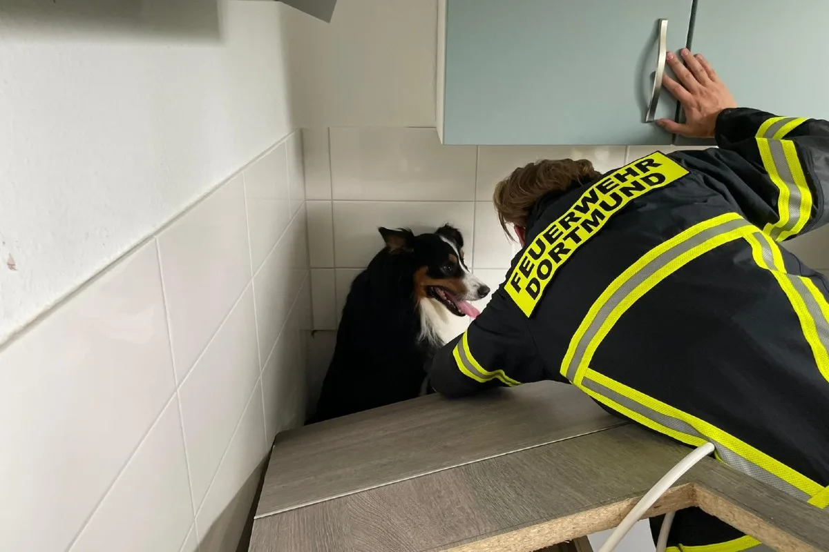 Dortmund - Australian Shepherd unter Küche eingeklemmt