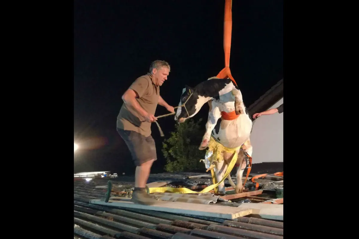 Morsbach (DE) - Kuh bricht auf Dach ein
