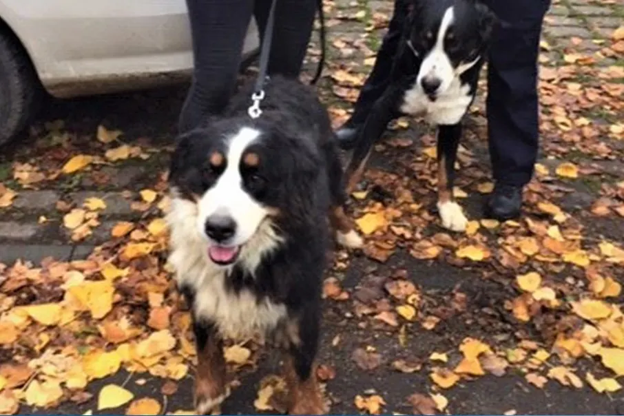 Tierischer Einsatz in Köln – Hundeausflug auf der A 44 endet glimpflich