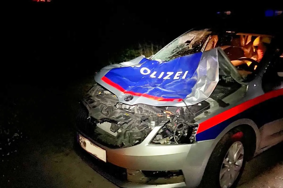 Wildunfall in Kleinhollenstein - Hirsch von Polizeiauto erfasst und getötet