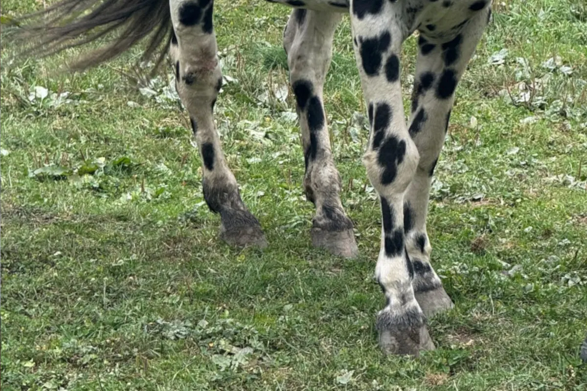Die Vorderbeine eines schwarz-weiß gefleckten Pferdes stehen auf einer grünen Wiese. Das Gras um die Hufe ist leicht zertreten.
