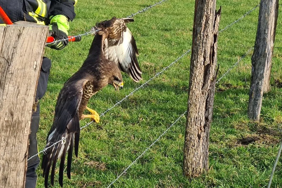Wetter (Ruhr) – Feuerwehr befreit Greifvogel aus Stacheldraht