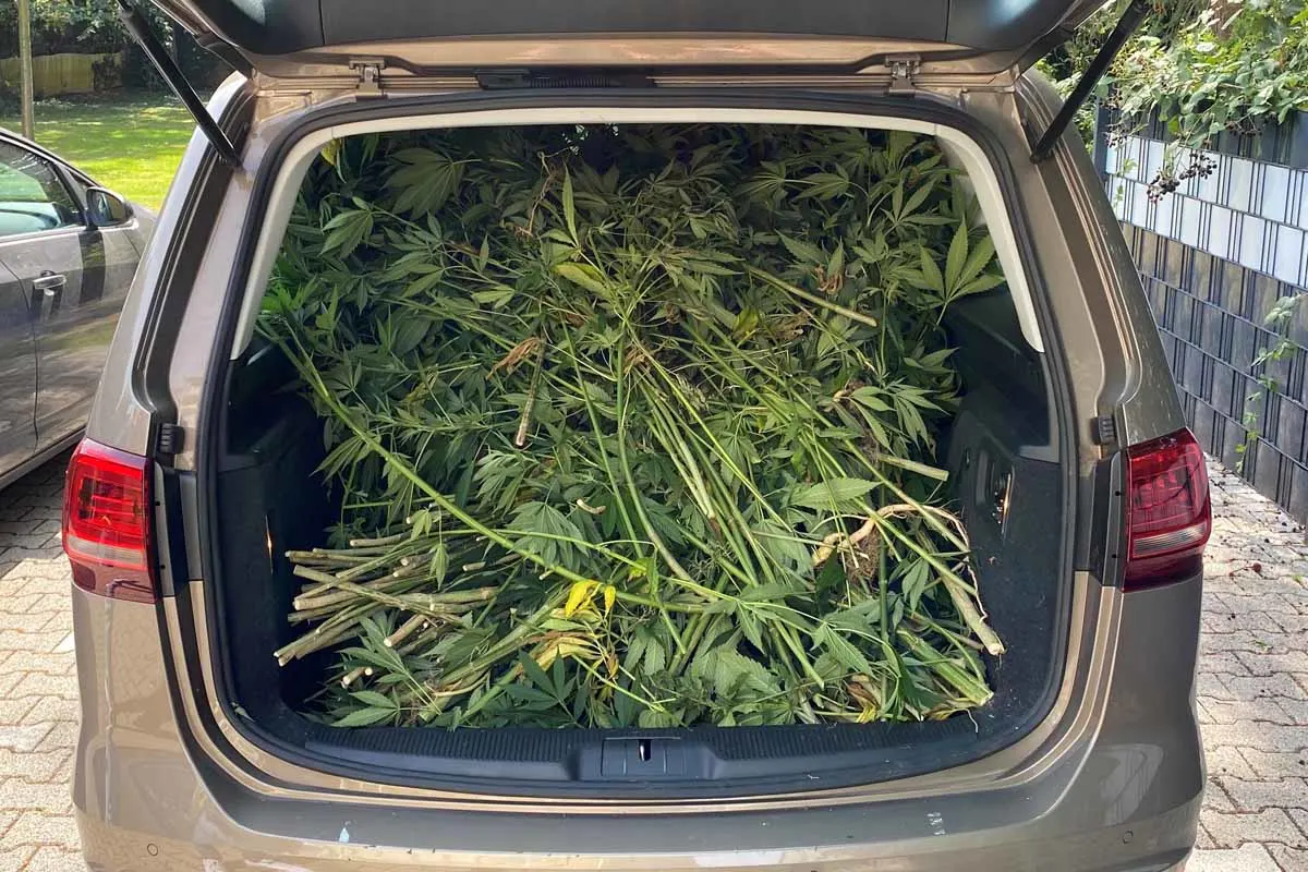 Hassels - 230 Cannabispflanzen im Garten - Polizei hebt "Outdoorplantage" aus