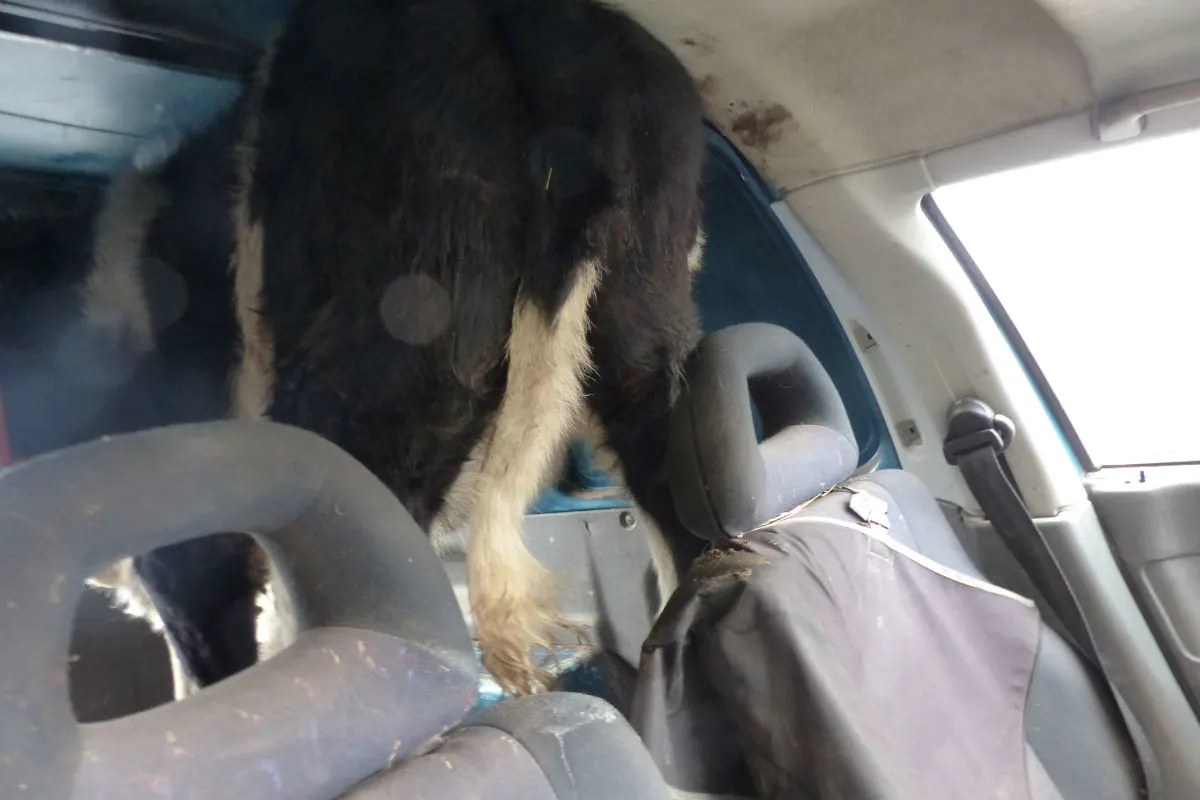 Rind im Kleintransporter - Polizei stoppt kuriosen Tiertransport