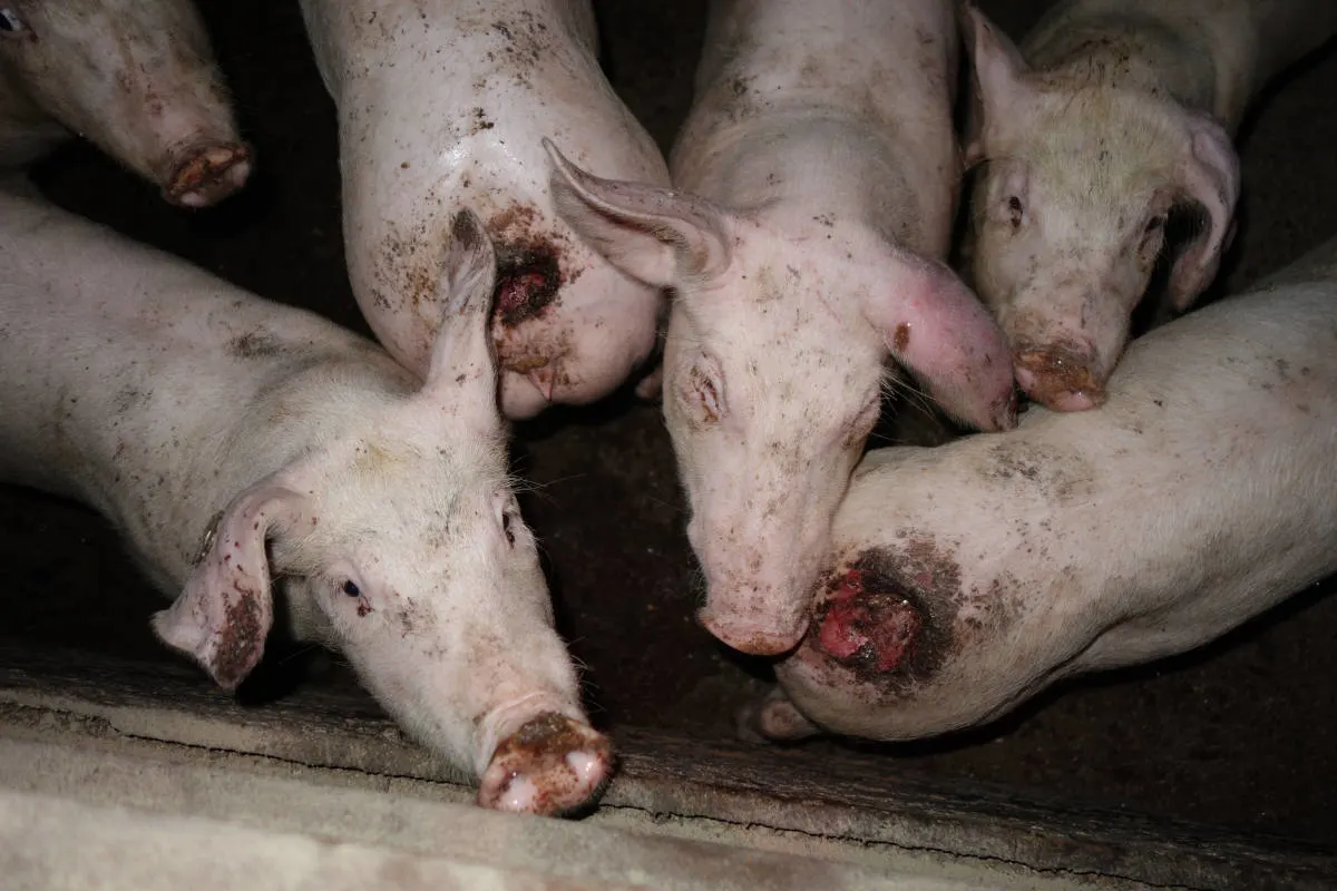 Drei Jahre Gefängnis für Gütesiegel-Schweinemäster