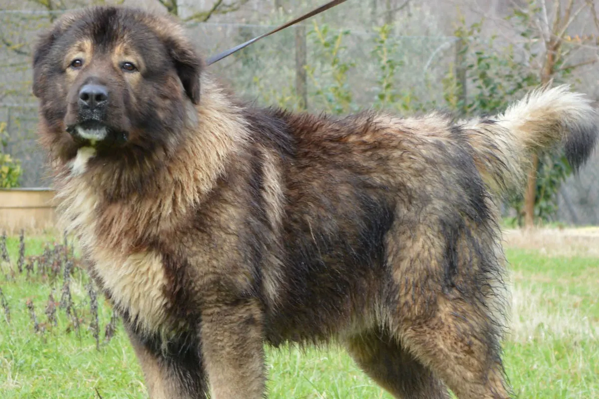  Hund greift Velofahrerin und Polizist an und muss erschossen werden