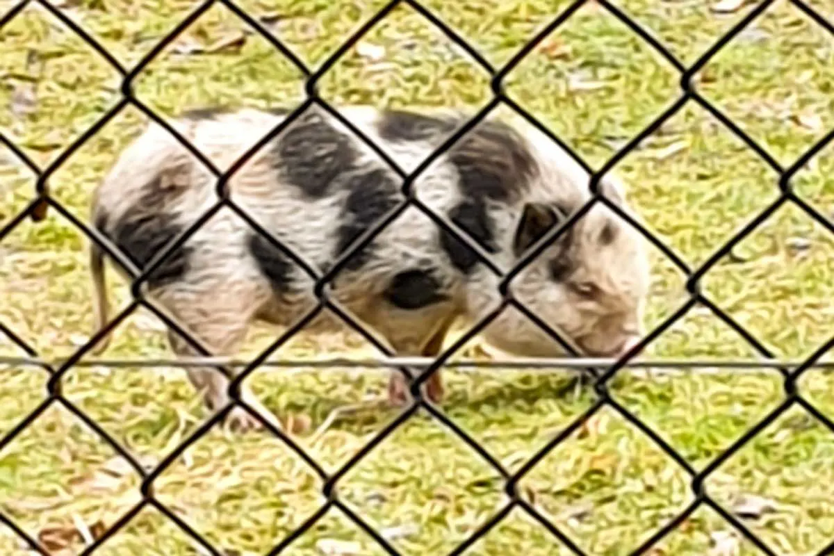St. Gallen - Wem gehört das Schwein?