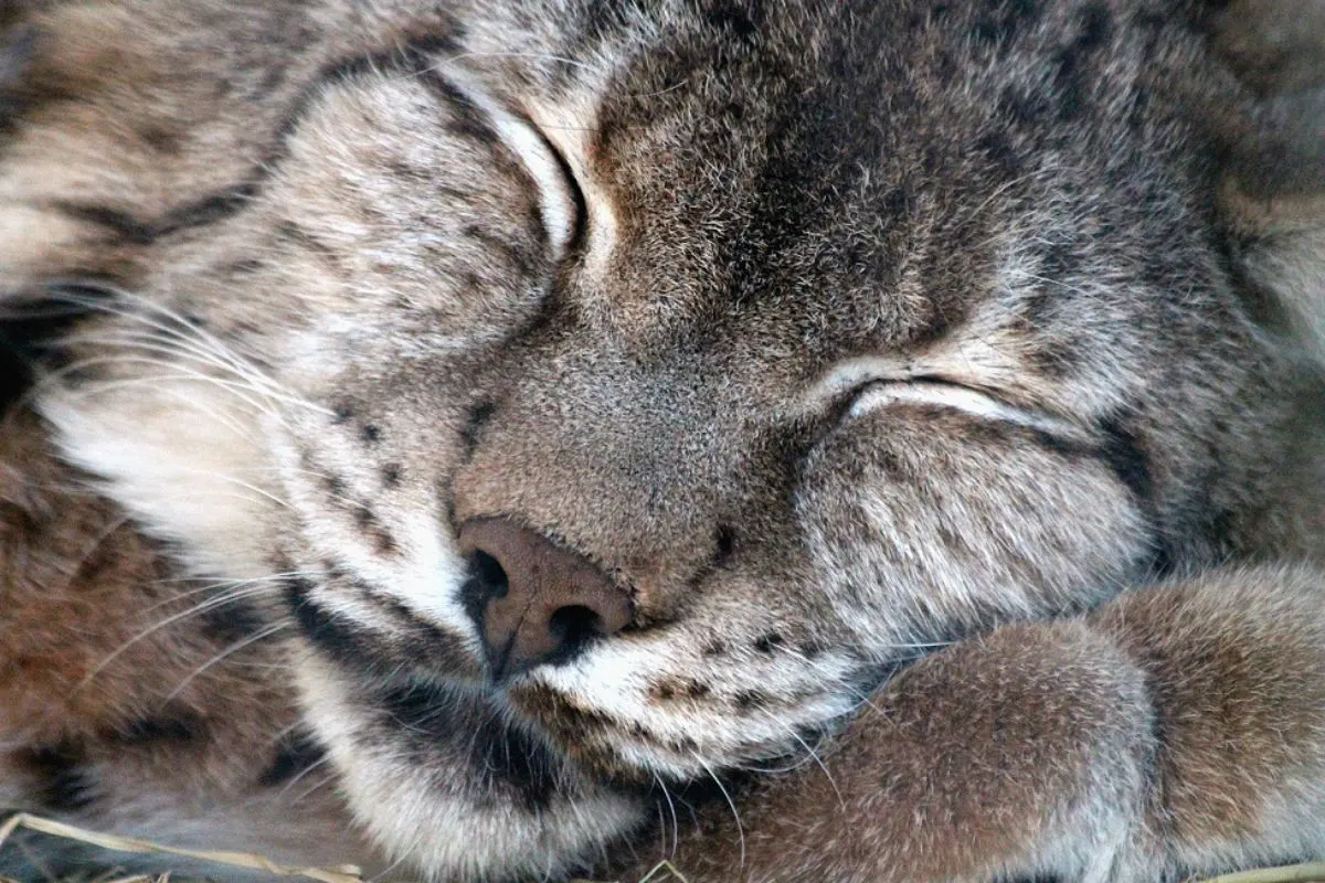 Vorderthal SZ - Luchs illegal abgeschossen