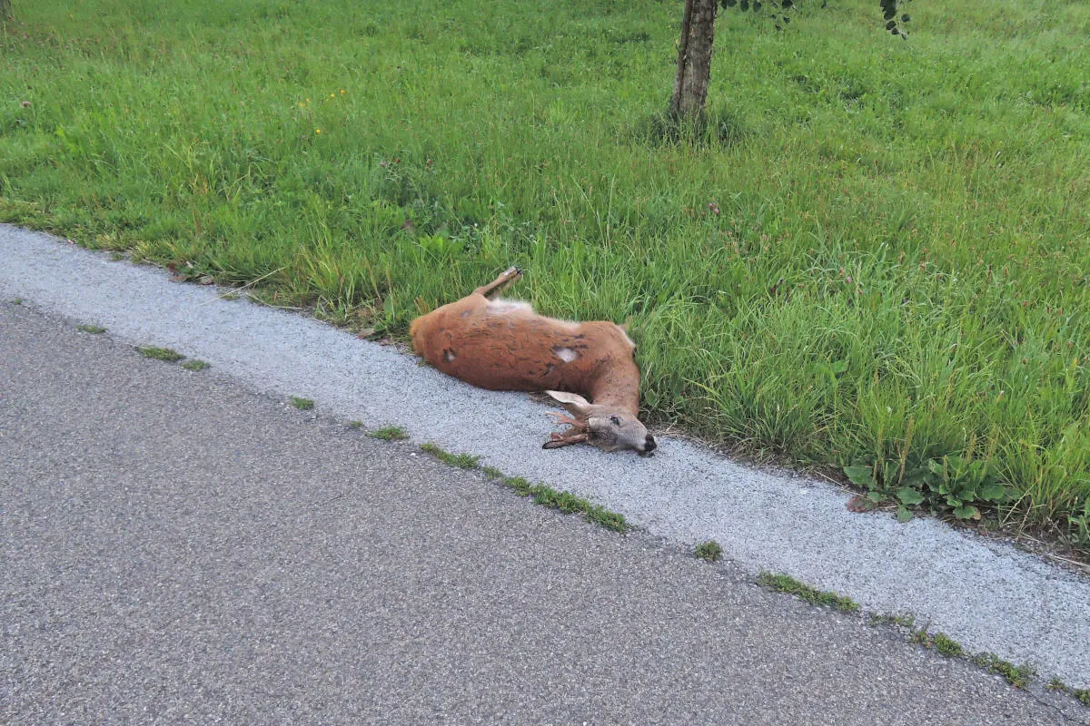 Kanton Thurgau – Vorsicht Tiere auf der Strasse