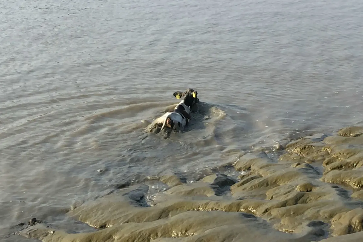 Leer - Hilfloses Kalb schwimmt in der Leda