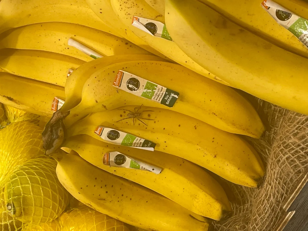 Mannheim-Waldhof – Spinne legt Obstabteilung in Supermarkt lahm