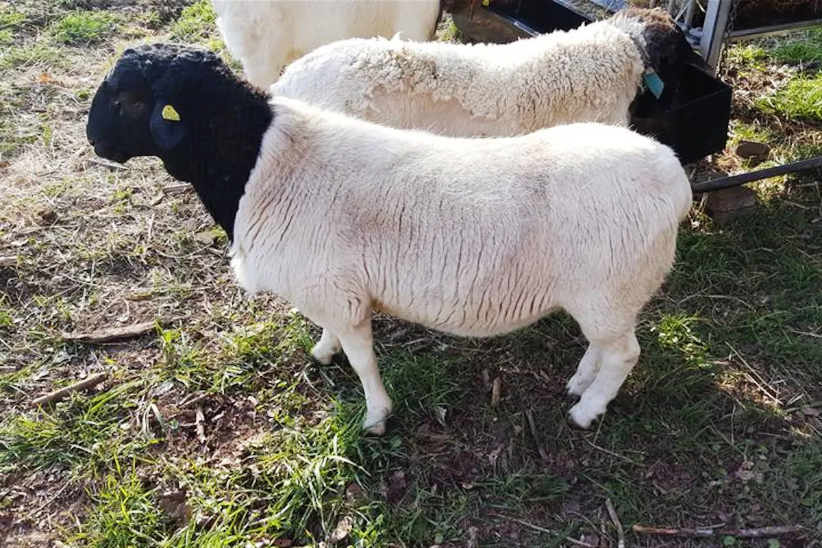 Sankt Julian – Kadaver vom gestohlenen Schafsbock gefunden