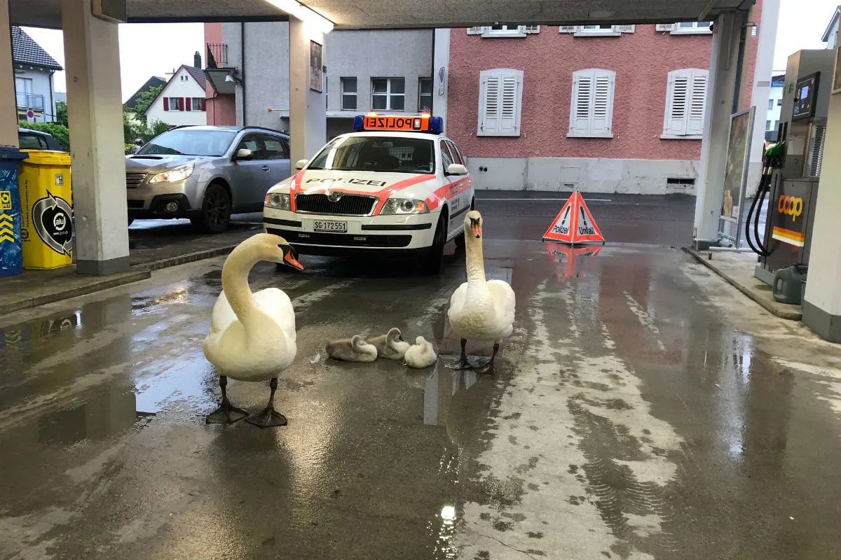 Buchs SG - Schwanenfamilie tankt Energie bei Tankstelle