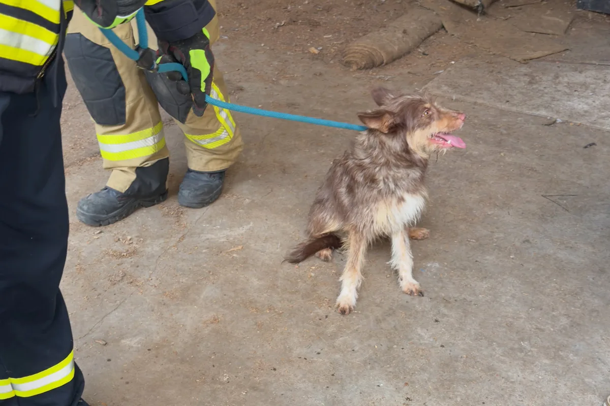 Ein kleiner, brauner Hund mit heller Brust wird von einer Person in schwarzer und gelber Schutzkleidung an einer blauen Leine gehalten. Der Boden ist grob.