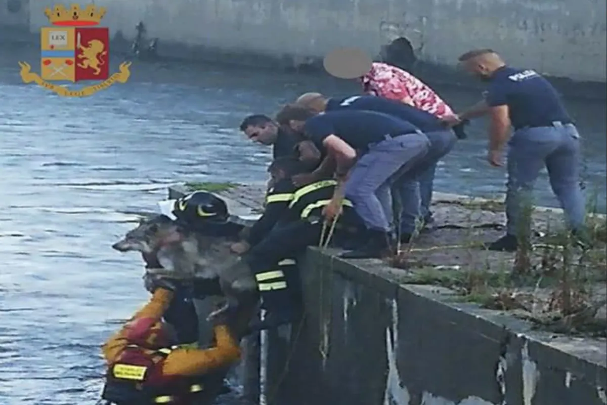Schäferhund Wallace wird vor dem Ertrinken aus dem Fluss gerettet