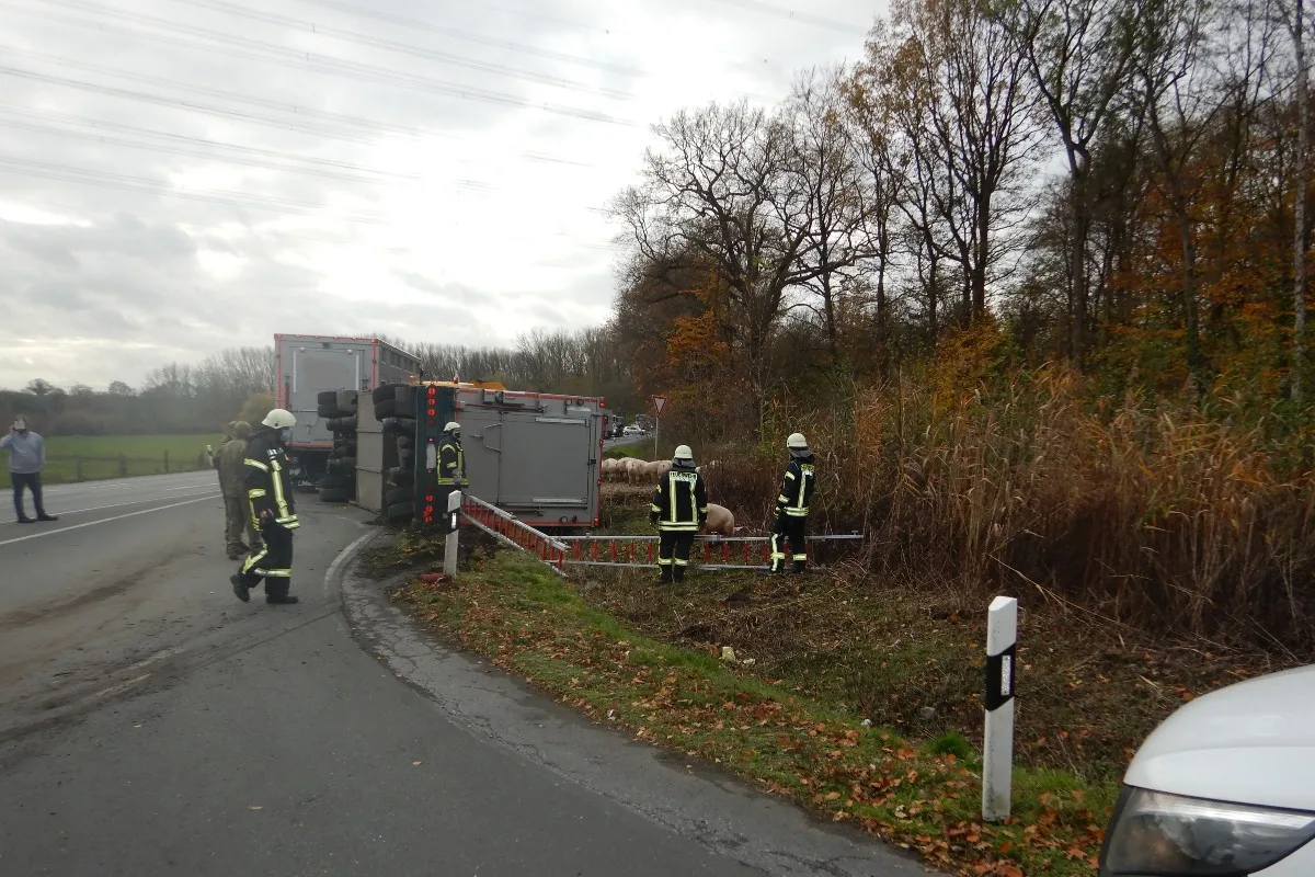 Unfall bei Ahlen – Viehtransporter mit Schweinen verunfallt
