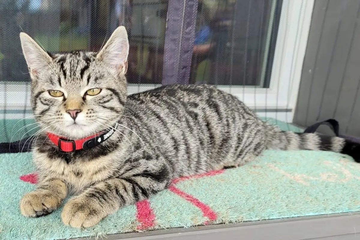 Niederhünigen BE - Katze verletzt aufgefunden und musste eingeschläfert werden - Tierhasser am Werk?