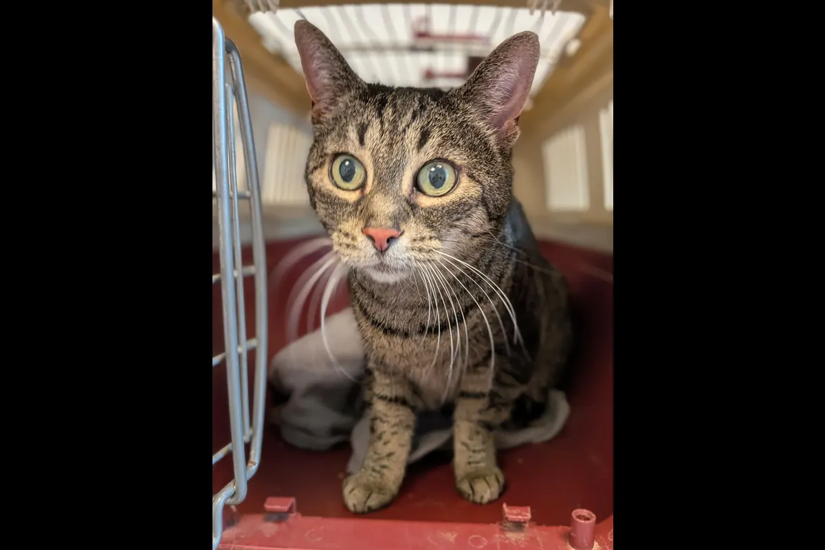Eine getigerte Katze sitzt in einem roten Transportkäfig und schaut mit großen Augen nach vorne. Der Käfig wirkt robust und ist gut belüftet.
