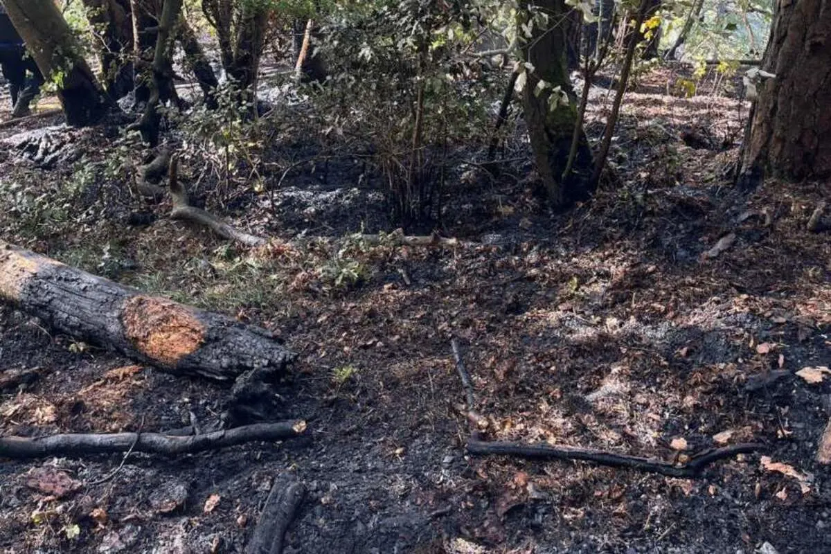 Hägendorf SO - Brand in einem Wald durch Menschen verschuldet 