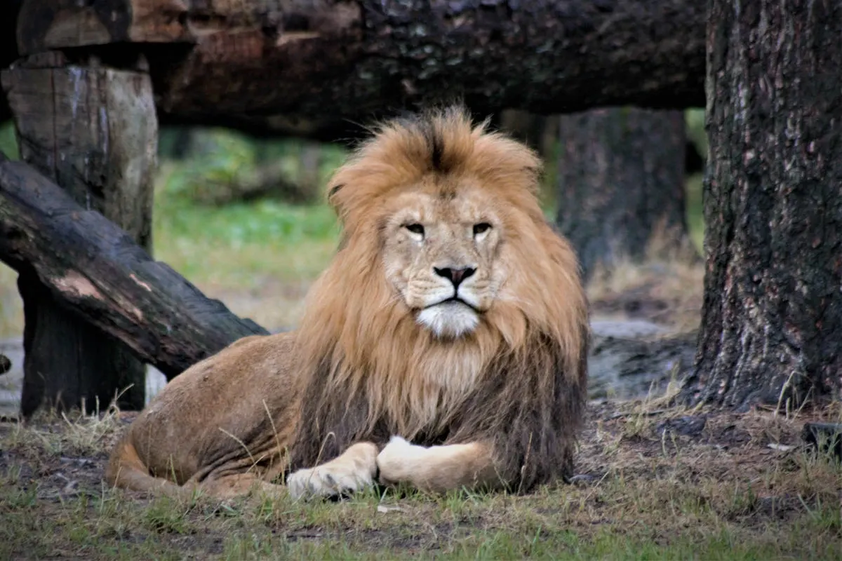Löwe attackiert Tierpfleger im Serengeti-Park