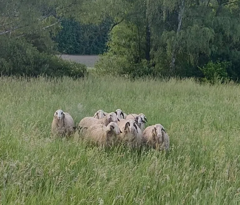 Eine Ansammlung von Schafen steht auf einer grünen Wiese, umgeben von Bäumen und Pflanzen.